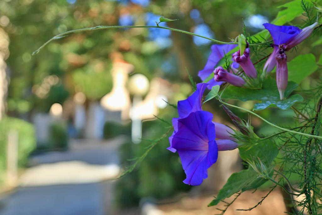 Alata Village De Vacances Paese Di Lava, Grand Ajaccio מראה חיצוני תמונה